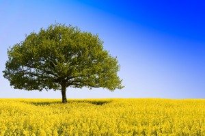 gift-card_tree-field