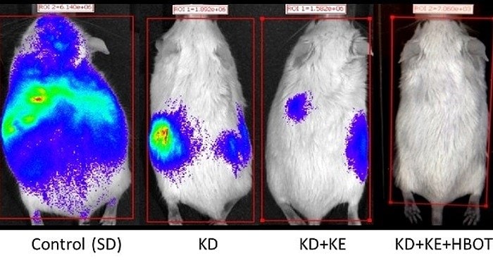 Mice with metastatic cancer lived 103% longer with a combination of the ketogenic diet (KD), ketone supplements (KE) and hyperbaric oxygen therapy (HBOT), compared to mice fed a standard diet (SD), according to Dominic D’Agostino’s research.