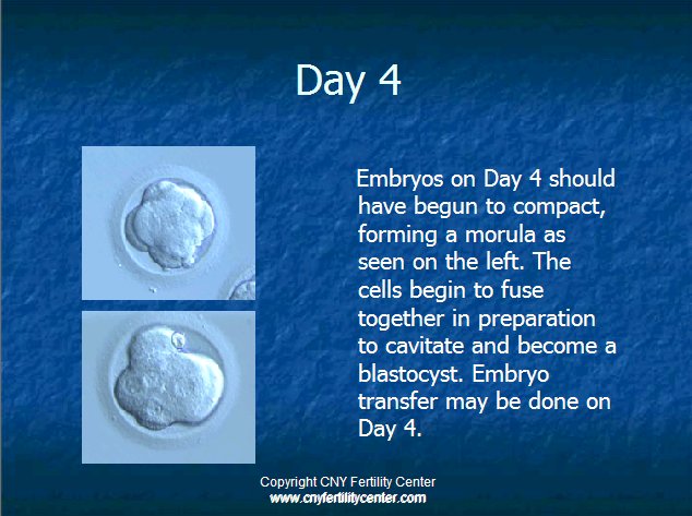 Day 4 embryos