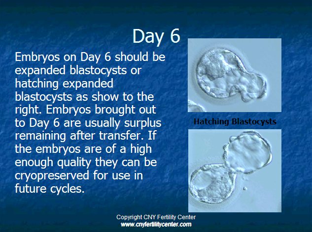 Day 6 embryos