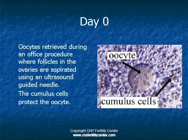 Oocyte descriptive image