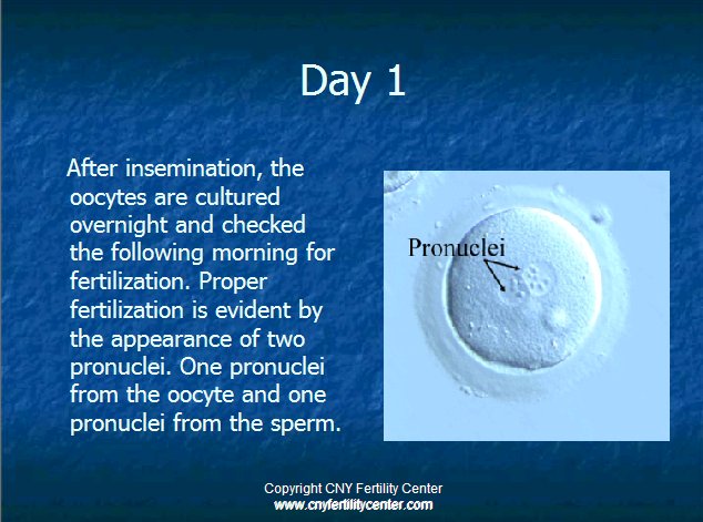 Day 1 embryo