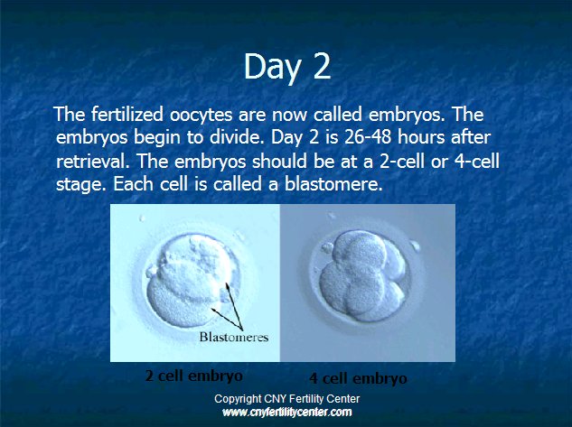 Day 2 embryos