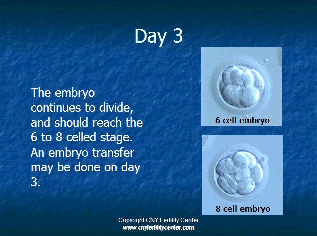 Day 3 embryos
