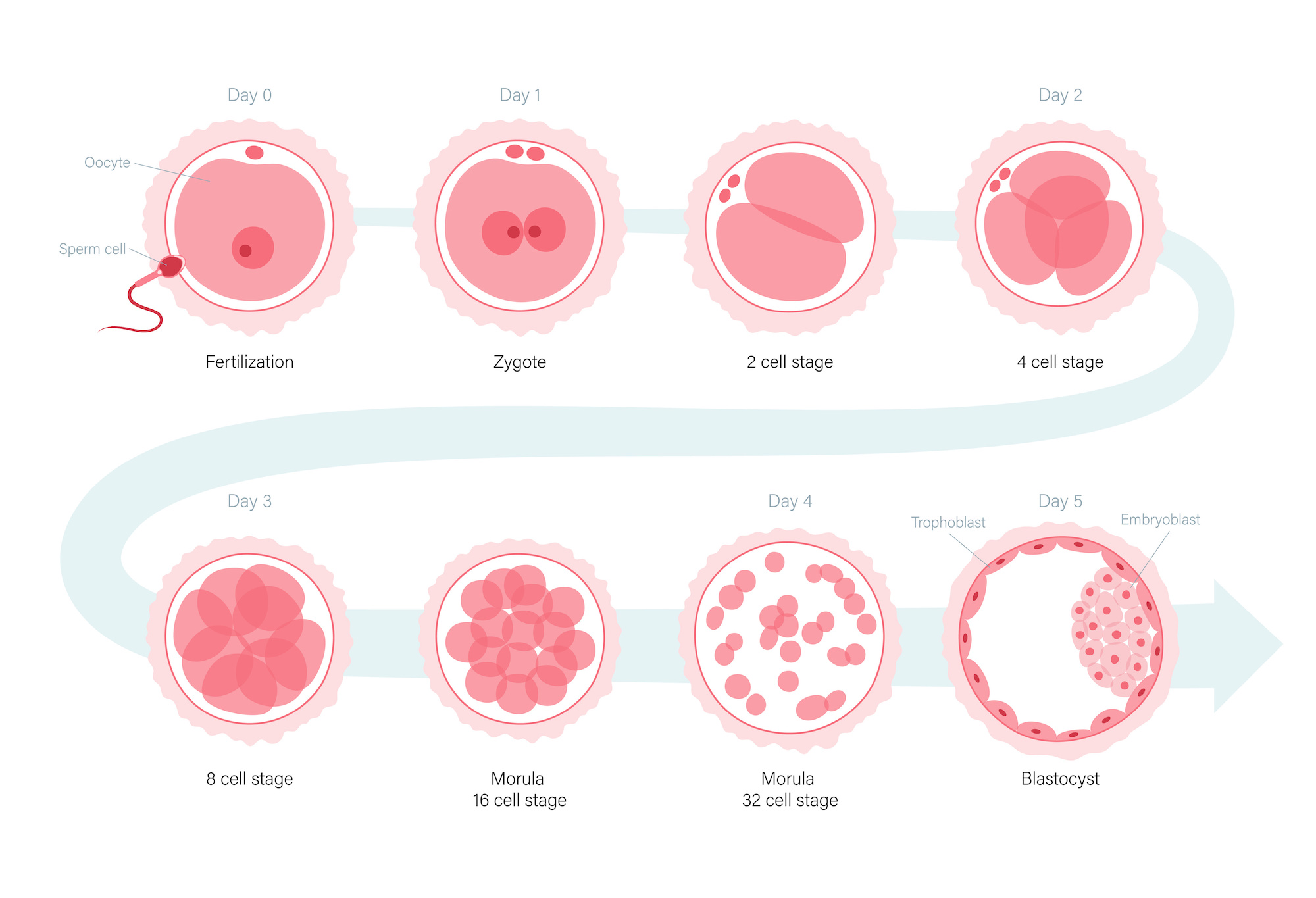 Embryo Development