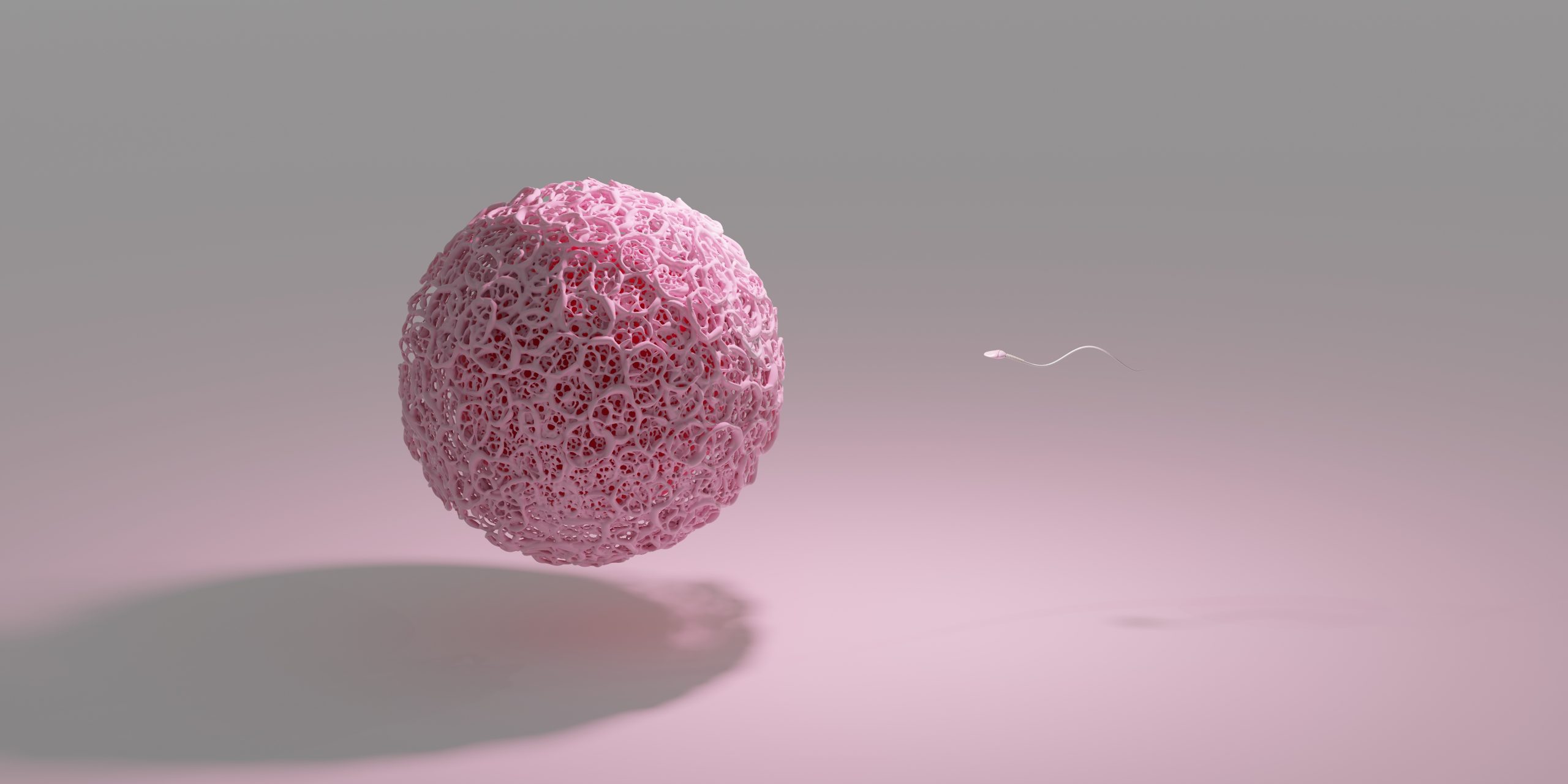 How to Improve Egg Quality for IVF