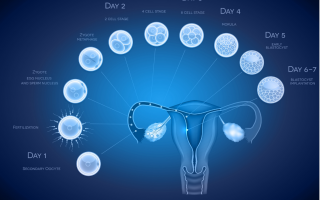 Day 3 v.s. Day 5 Embryo Transfer