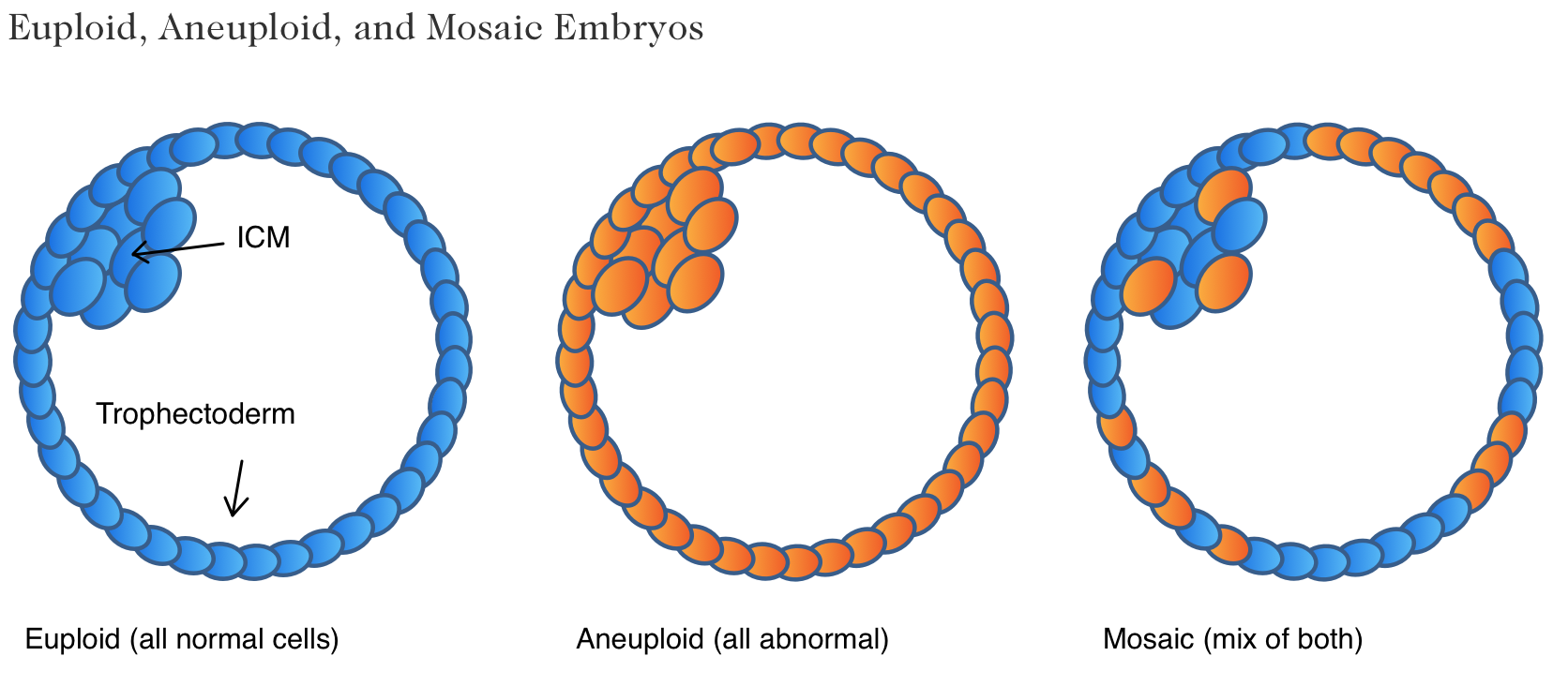 Euploid, Aneuploid, and Mosaic Embryos