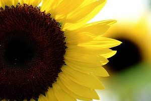 Supporting a Loved One on Their Fertility Journey